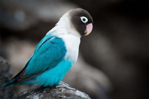 Lovebird Mangsi: Karakteristik Burung Peliharaan dengan Ciri Khas Hitam di Wajahnya