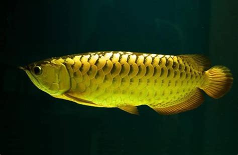 Arwana Golden: Jenis, Harga, dan Cara Merawat Ikan Arwana Emas yang Berkilau