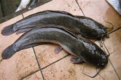 Lele Truno: Spesies Ikan Lele Asli Jawa, Indonesia