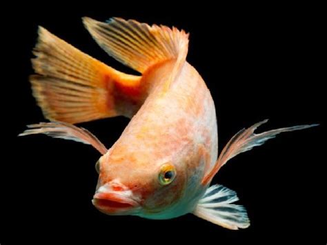 Mengenal Lebih Dekat Ikan Louhan melalui Gambar dan Nama Latinnya