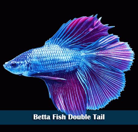 Cupang Double Tail: Mengenal Karakteristik dan Keunikan Ikan Cupang dengan Ekor Ganda