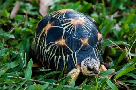 Kura-kura Daun: Jenis Kura-kura yang Sering Ditemukan di Alam Liar