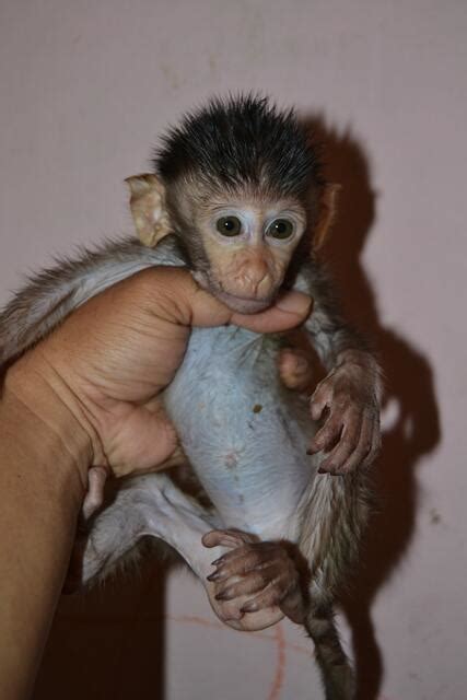 Harga Anak Monyet yang Dijual di Pasar Gelap dan Dampak Buruknya bagi Lingkungan