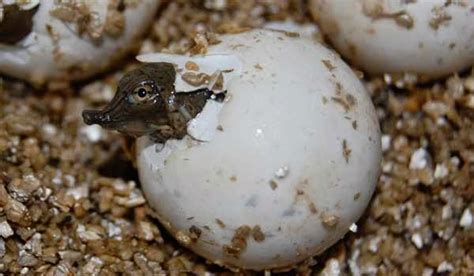 Mengenal Telur Kura-kura: Proses Penetasan dan Perawatan yang Dibutuhkan