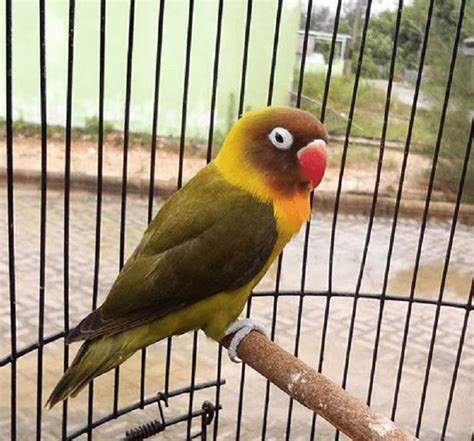 Lovebird Olive: Jenis Burung Peliharaan dengan Warna Hijau yang Menawan dan Damai