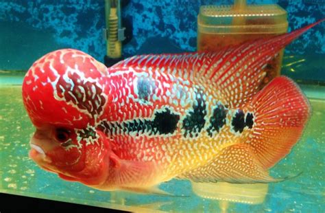 Ikan Louhan Termahal di Dunia dan Keunikan yang Dimilikinya