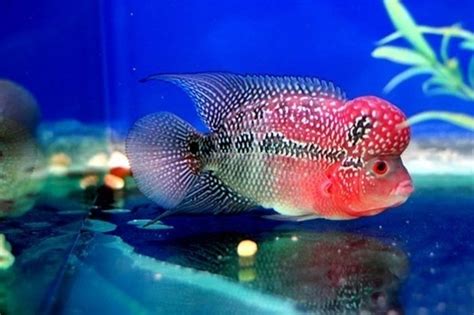 Louhan SRD: Ikan Hias yang Memikat dengan Warna Merahnya