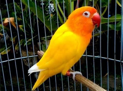 Lovebird Lutino: Jenis Burung Peliharaan dengan Warna Kuning yang Cerah dan Menawan