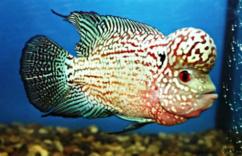 Louhan Kamfa: Ikan Hias Berkarakter Unik dan Menarik