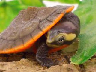 Kura-kura Dada Merah: Jenis Kura-kura yang Mudah Dipelihara dengan Warna yang Memukau