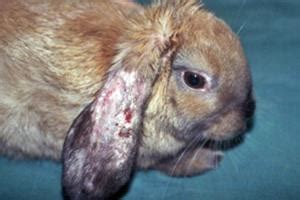 Scabies pada Kelinci: Gejala, Penyebab, dan Cara Mengobatinya