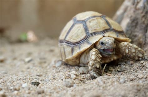 Kura Sulcata: Jenis Kura-kura Terbesar yang Tidak Cocok Dipelihara di Rumah