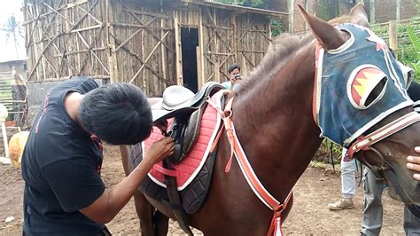 Tapal Kuda: Cara Tradisional Merawat Luka pada Kuda yang Masih Diterapkan hingga Kini
