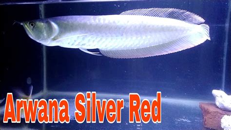 Ikan Arwana Silver Red: Jenis, Karakteristik, dan Tips Merawat Arwana dengan Warna Perak dan Merah yang Menawan.