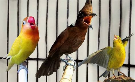 Masteran Lovebird: Cara Mengajari Burung Peliharaan Anda Menirukan Suara dan Lagu dengan Mudah