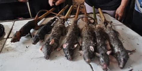 Sate Tikus: Makanan yang Aneh atau Lezat? Menjelajahi Kebudayaan Konsumsi Tikus di Indonesia