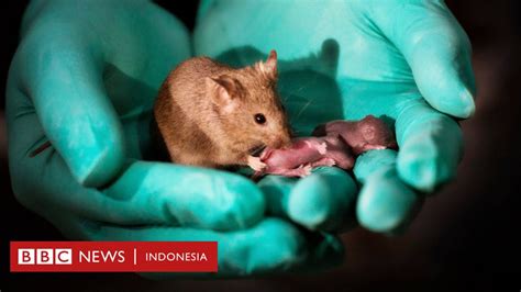 Merawat Bayi Tikus: Tips dan Trik agar Bayi Tikus Sehat dan Berkembang dengan Optimal