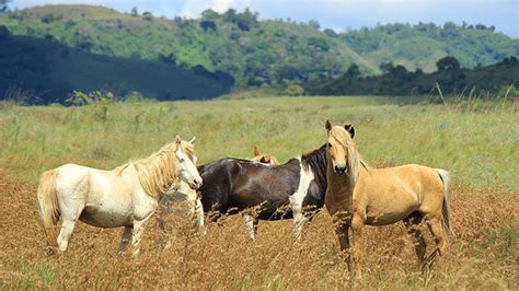 Kuda Sumbawa: Keunikan dan Karakteristik Kuda Asli Nusantara yang Perlu Anda Ketahui