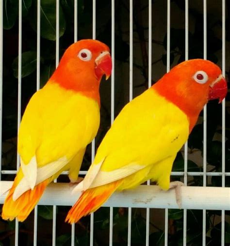 Lovebird Wonosobo: Jenis Burung Peliharaan yang Cocok untuk Lomba dan Hobi