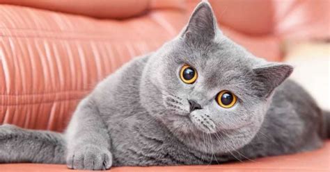 Kucing British Shorthair: Karakteristik, Perawatan, dan Kebiasaan