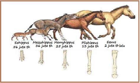 Evolusi Kuda: Bagaimana Kuda Berubah dari Zaman Purba hingga Menjadi Hewan yang Kita Kenal Hari Ini?