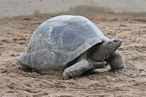 Harga Kura-kura Aldabra: Jenis Kura-kura yang Besar dan Mahal