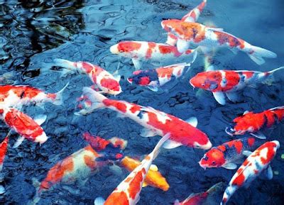 Membuat Pelet Ikan Cupang Sendiri: Resep dan Tips untuk Meningkatkan Kesehatan Ikan Cupang