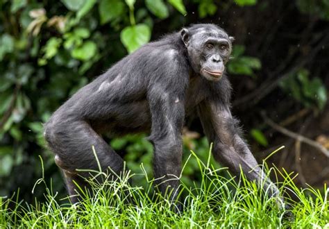 Monyet Besar: Mengenal Jenis-Jenis Primata yang Termasuk dalam Kelompok Ini