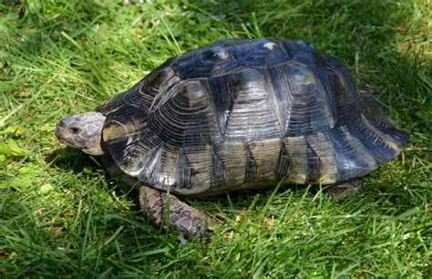 Kura-kura Matahari: Jenis Kura-kura yang Enerjik dan Aktif