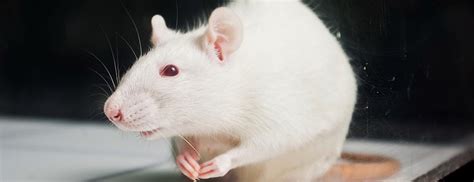 Mengenal Tikus Putih: Karakteristik, Kegunaan, dan Potensi Sebagai Hewan Peliharaan