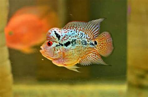 Louhan Bonsai: Jenis Ikan Louhan yang Terkenal dengan Bentuk Kepala Kecilnya