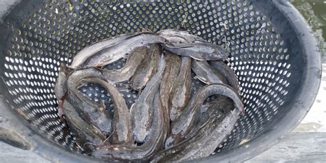 Ikan Lele Truno: Pertanian Berkelanjutan Spesies Ikan Lele yang Terancam Punah