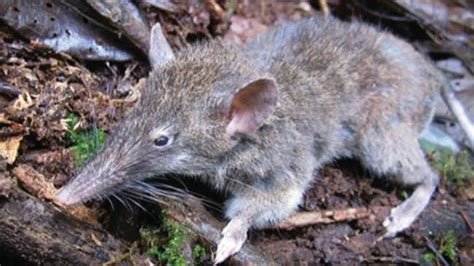 Tikus Hutan: Spesies Tikus yang Hidup di Hutan dan Fungsinya dalam Ekosistem