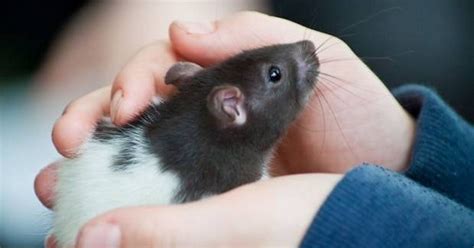 Pentingnya Mengenali Anak Tikus dan Cara Merawatnya dengan Benar