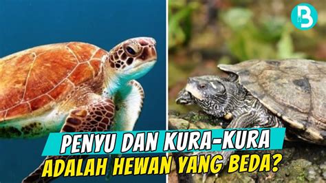 Perbedaan Kura-kura dan Penyu: Mengenal Karakteristik dan Perbedaan Antara Kedua Jenis Hewan Reptil
