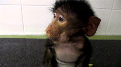 Bayi Monyet Lucu dan Imut yang Bisa Membuat Anda Meleleh