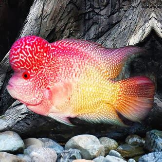 Louhan Golden Base: Keindahan Kombinasi Warna Emas dan Merah pada Ikan Hias Louhan