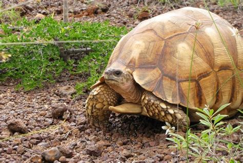 Habitat Kura-kura: Mengenal Tempat Tinggal yang Ideal untuk Jenis Kura-kura Tertentu