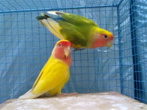 Lovebird Non Klep: Jenis Burung Peliharaan dengan Suara yang Tidak Berisik