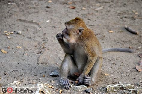 Aktivitas Monyet: Bermain, Makan, dan Berkomunikasi di Habitat Aslinya