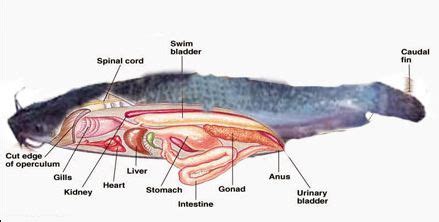 Kumis Lele: Organ Seperti Kumis yang Membantu Ikan Lele Navigasi