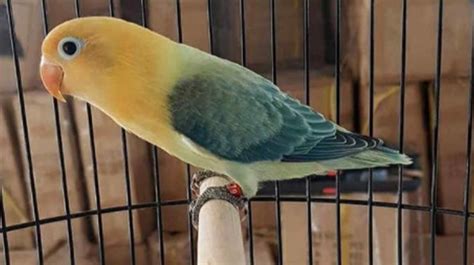 Lovebird Josan: Jenis Burung Peliharaan yang Mudah Dipelihara dan Cocok untuk Pemula