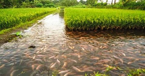 Lele Emas: Ikan Lele Emas dan Signifikansinya dalam Budaya Indonesia