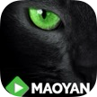 Maoyan(2)