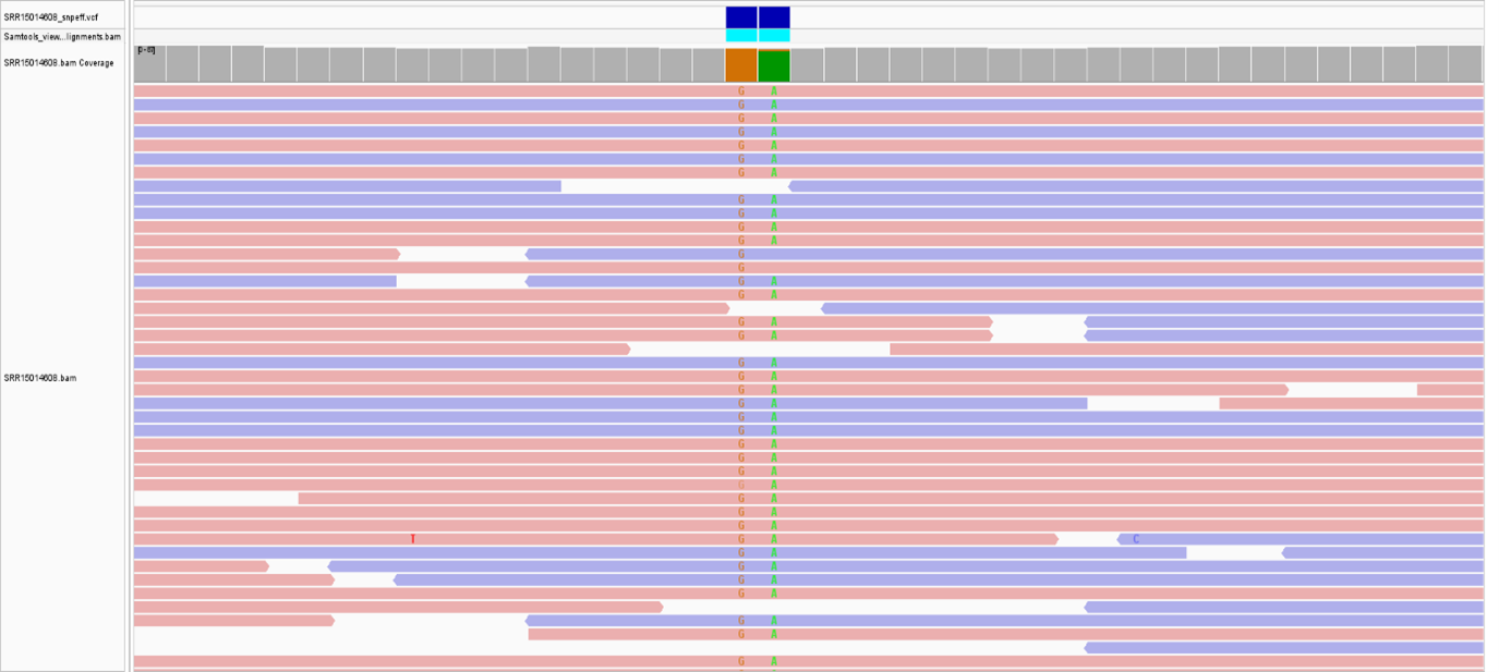 IGV validation of atypical katG codon 295 variation in Mycobacterium tuberculosis