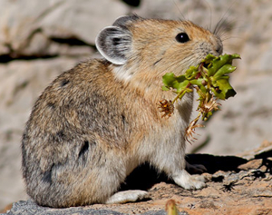 american pika