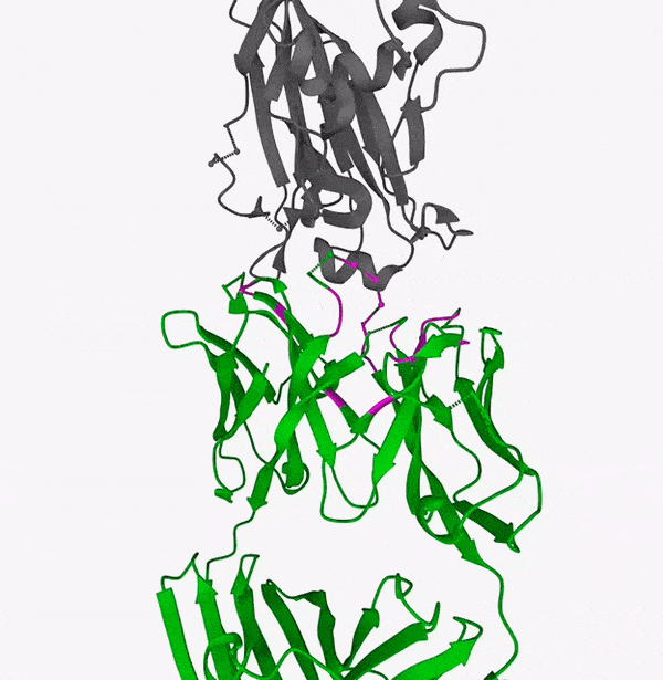 alpha fold multimer derived paratope