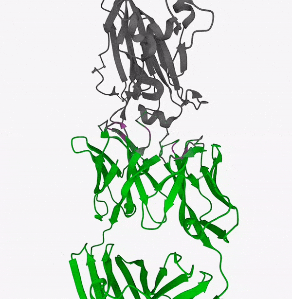 esm2 650m + random forest predicted paratope