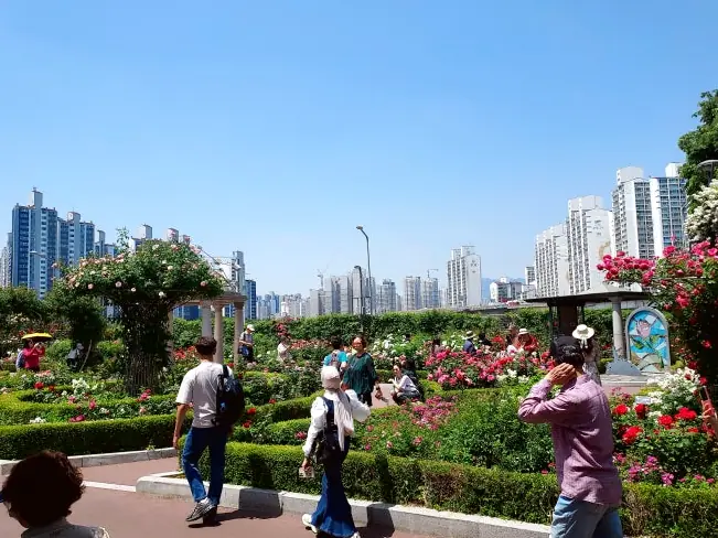 Jungnang Seoul Rose Festival garden