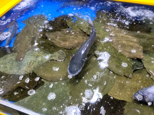 水槽で泳ぐ活ヒラメ
